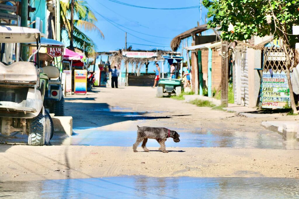 dog walk on holbox