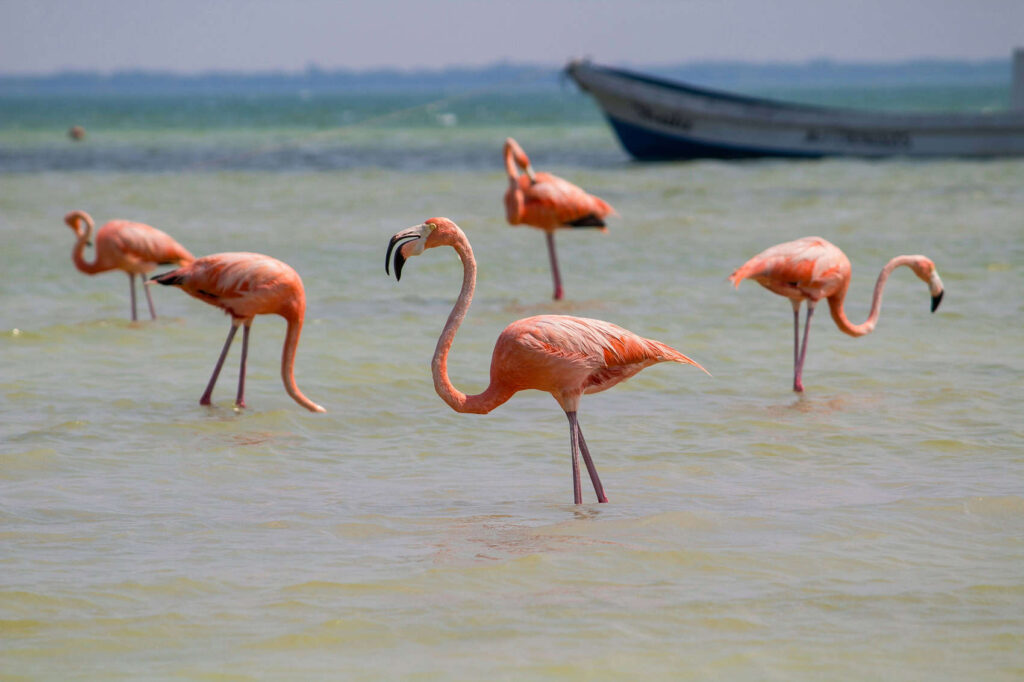 flamingo in holbox